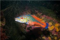 Male Cuckoo Wrasse © Paul Kay